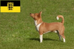 Read more about the article Podenco criadores e cachorros em Baden-Württemberg