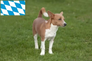 Read more about the article Podenco criadores e cachorros na Baviera