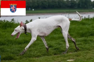 Read more about the article Podenco criadores e cachorros em Hessen
