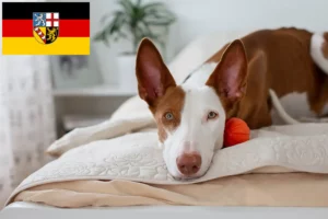 Read more about the article Podenco criadores e cachorros em Saarland