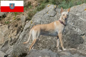 Read more about the article Podenco criadores e cachorros em Thuringia