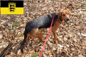Read more about the article Criadores de Bracke polaco e cachorros em Baden-Württemberg