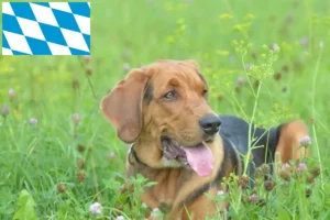 Read more about the article Criadores de Bracke polaco e cachorros na Baviera