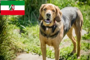 Read more about the article Criadores de Bracke polaco e cachorros na Renânia do Norte-Vestefália