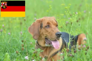 Read more about the article Criadores de Bracke polaco e cachorros na Renânia-Palatinado