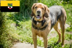 Read more about the article Criadores de Bracke polaco e cachorros na Saxónia-Anhalt