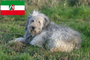 Read more about the article Criadores de PON e cachorros na Renânia do Norte-Vestefália