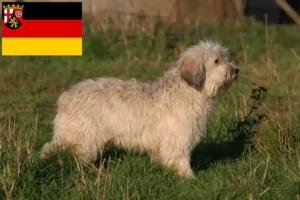 Read more about the article Criadores de PON e cachorros na Renânia-Palatinado