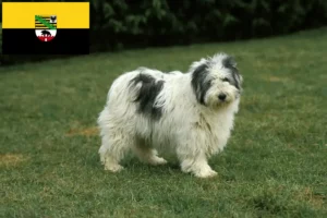 Read more about the article Criadores de PON e cachorros em Saxónia-Anhalt