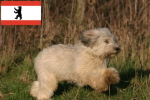 Read more about the article Criadores de PON e cachorros em Berlim