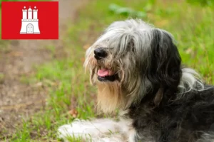 Read more about the article PON criadores e cachorros em Hamburgo