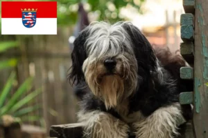 Read more about the article Criadores de PON e cachorros em Hessen