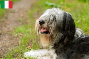 Read more about the article Criadores de PON e cachorros em Itália