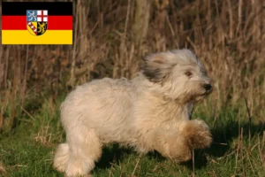 Read more about the article PON criadores e cachorros em Sarre