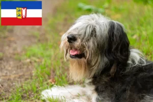 Read more about the article Criadores de PON e cachorros em Schleswig-Holstein