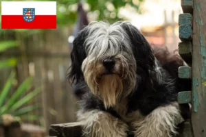 Read more about the article Criadores de PON e cachorros na Turíngia