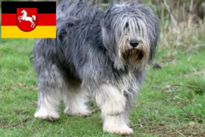 Read more about the article Criadores de PON e cachorros na Baixa Saxónia