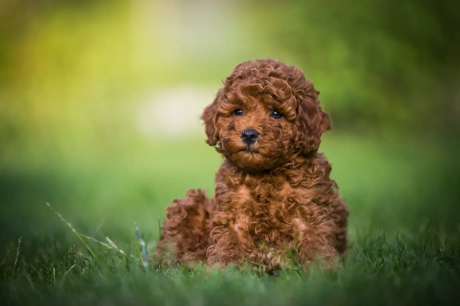 Comprar um cachorro poodle significa assumir a responsabilidade! Comprar cachorros poodle.