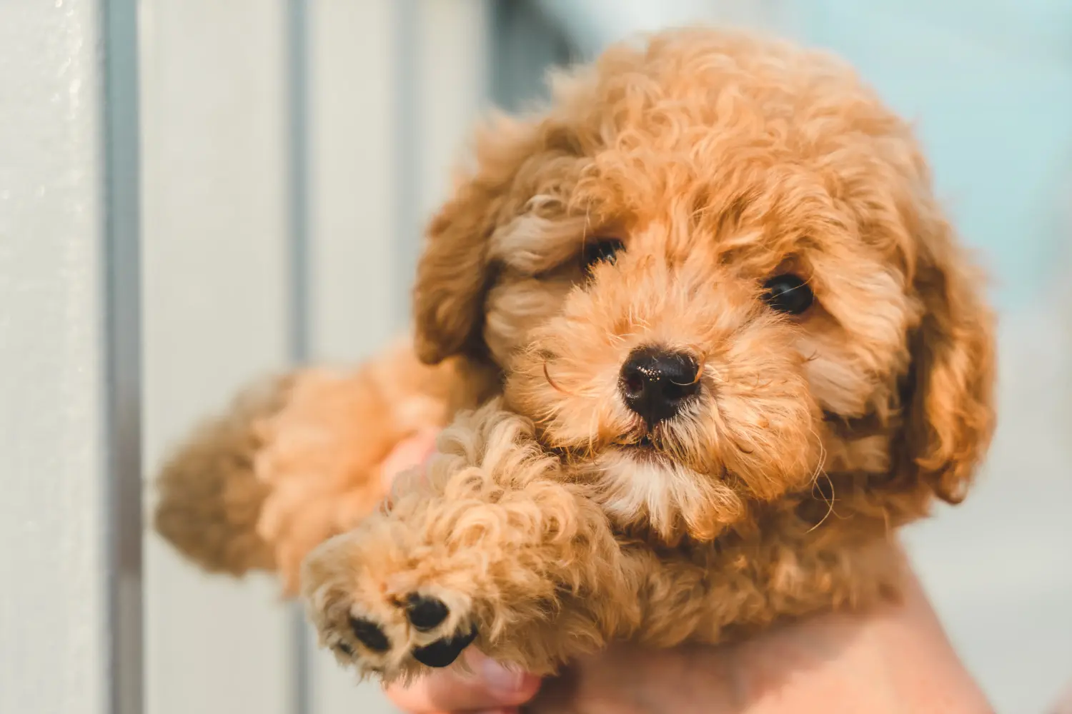 Comprar um cachorro poodle significa assumir a responsabilidade! Comprar cachorros poodle.