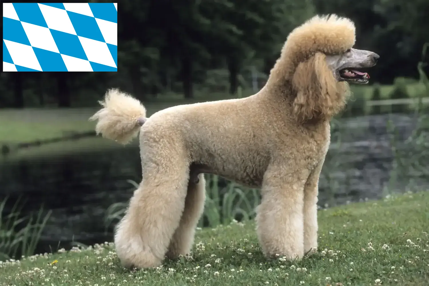 Poodle cachorros e criadores Bavaria Aqui pode encontrar criadores de caniches na Baviera.
