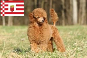 Read more about the article Criadores de caniches e cachorros em Bremen