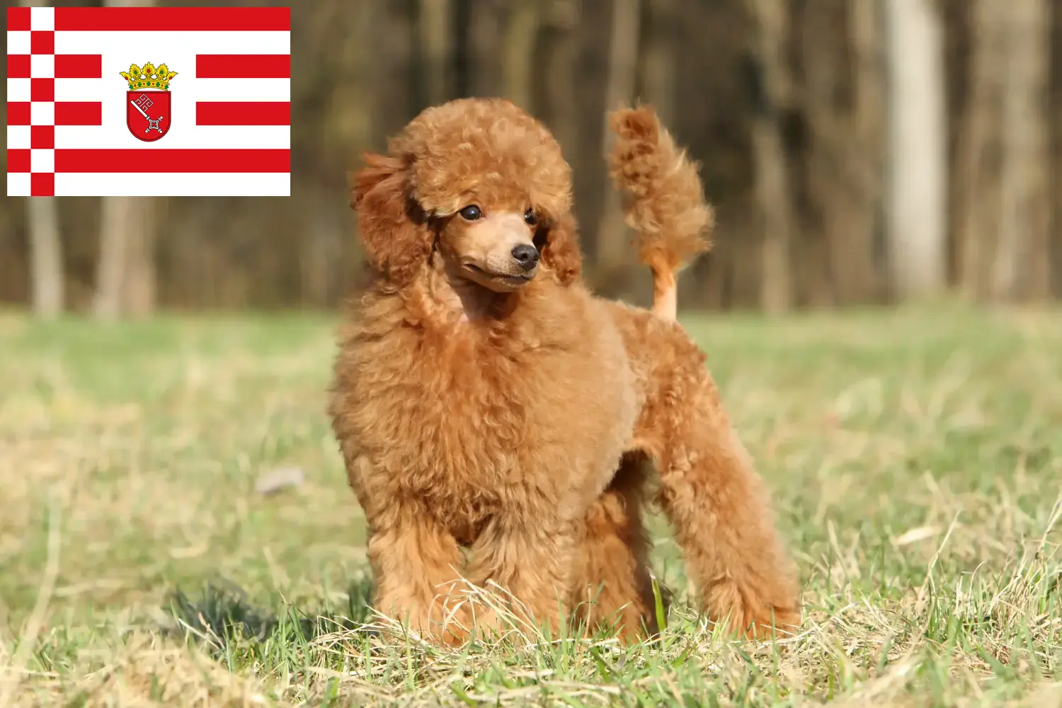 Poodle cachorros e criadores Bremen Encontre aqui criadores de caniches em Bremen.