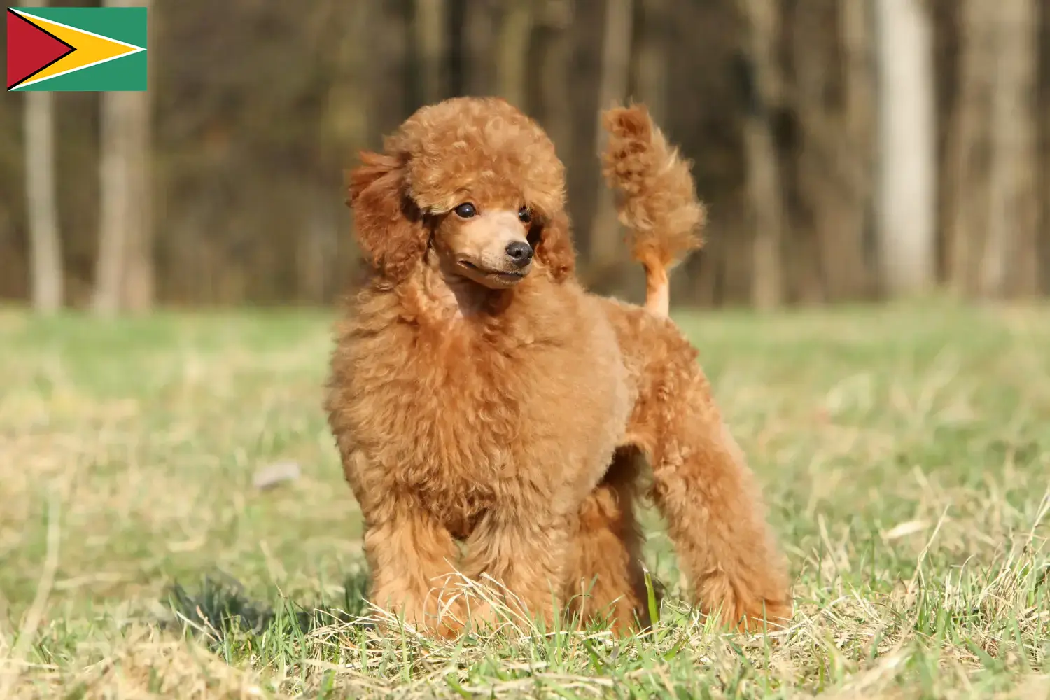 Poodle cachorros e criador Guyana Encontrar criadores de caniches na Guiana.