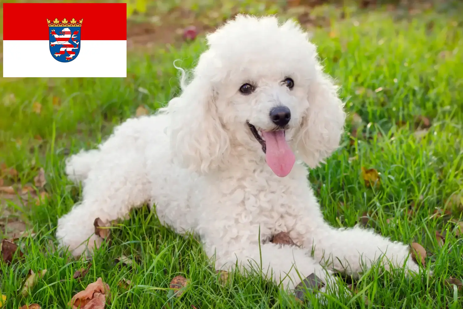 Poodle cachorros e criador Hessen Aqui pode encontrar criadores de caniches em Hessen.