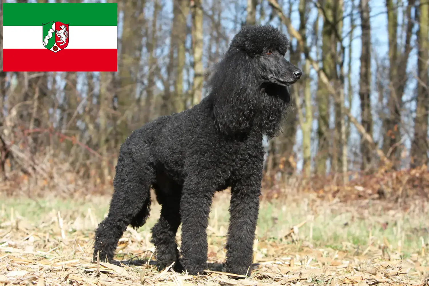 Poodle cachorros e criadores Renânia do Norte-Vestefália Aqui pode encontrar criadores de caniches na Renânia do Norte-Vestefália.