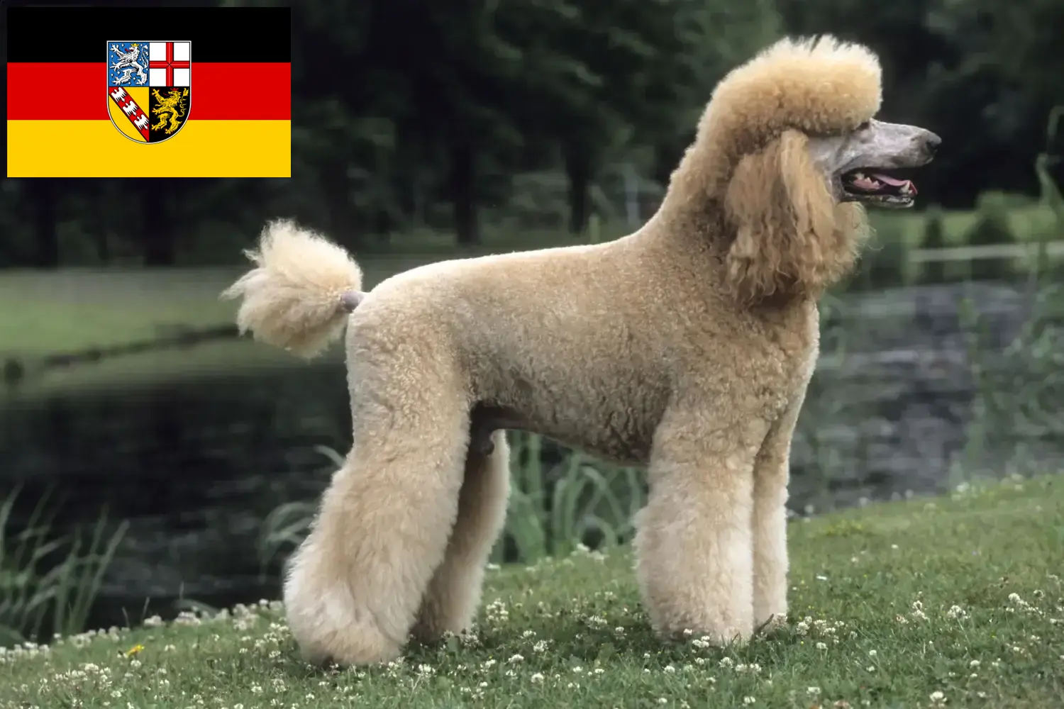 Poodle cachorros e criador Saarland Aqui pode encontrar criadores de caniches em Saarland.