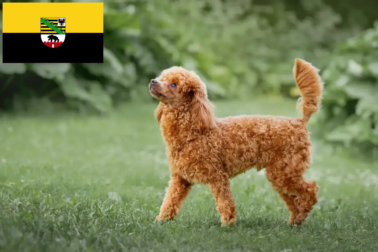 Caniche cachorros e criadores Saxónia-Anhalt Aqui pode encontrar criadores de caniches em Saxónia-Anhalt.