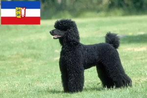 Read more about the article Criadores de caniches e cachorros em Schleswig-Holstein