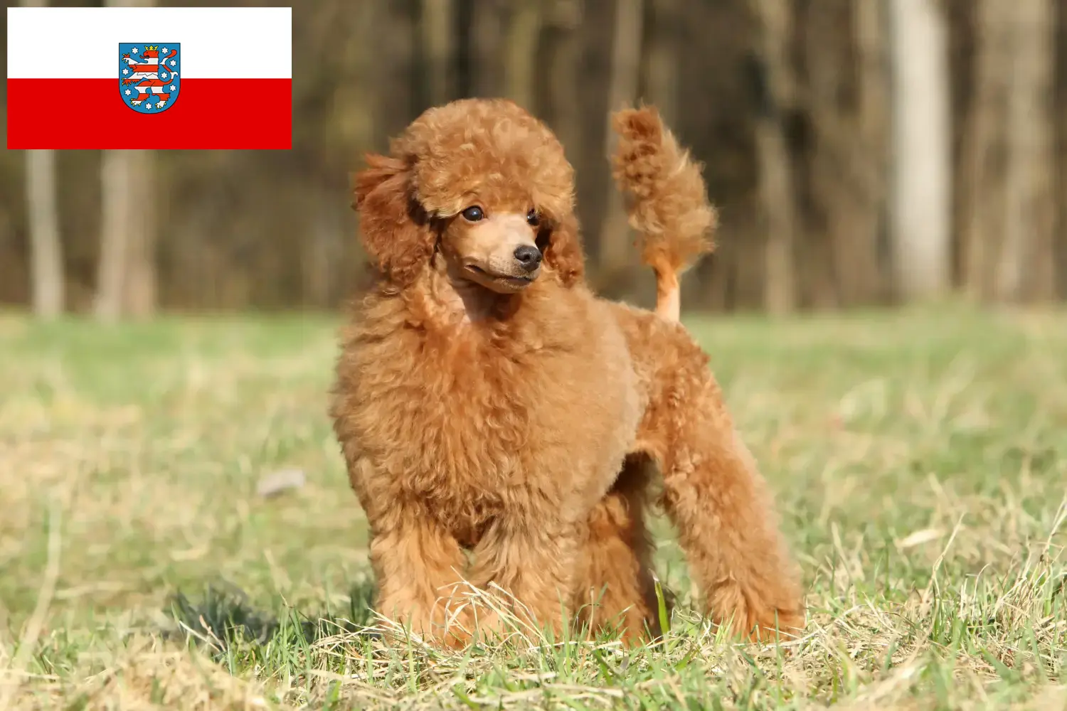 Poodle cachorros e criadores Thuringia Aqui pode encontrar criadores de caniches em Thuringia.