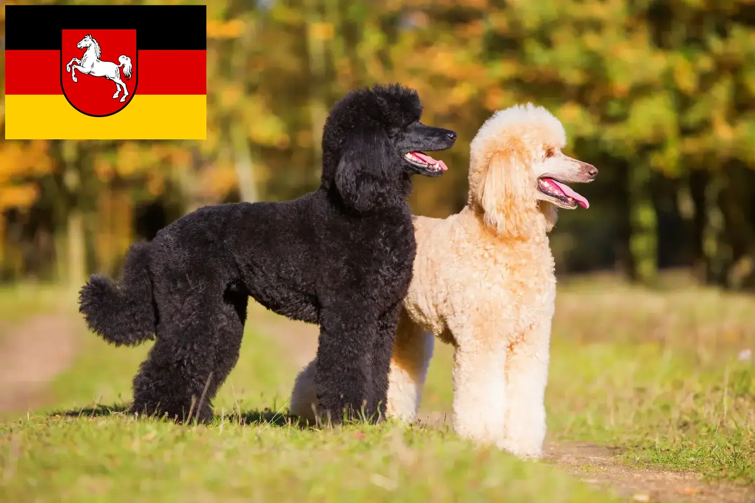 Poodle cachorros e criador Baixa Saxónia Aqui pode encontrar criadores de caniches na Baixa Saxónia.