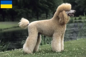 Read more about the article Criadores de caniches e cachorros na Ucrânia