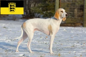 Read more about the article Criadores de Porcelaine e cachorros em Baden-Württemberg