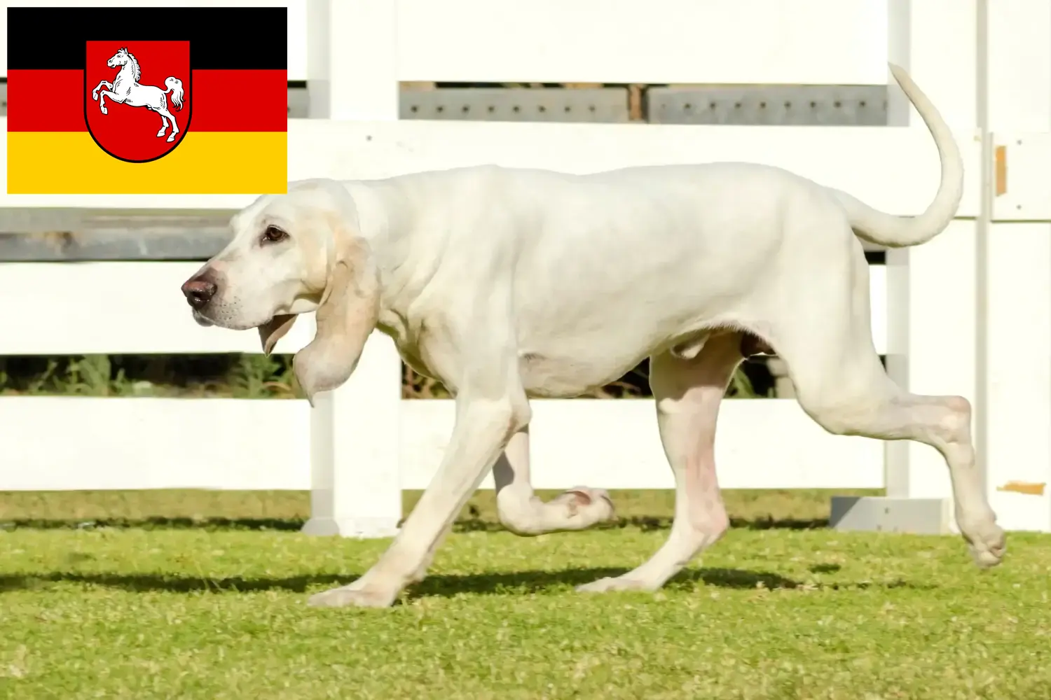 Read more about the article Criadores de Porcelaine e cachorros na Baixa Saxónia