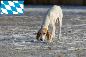 Read more about the article Criadores de Porcelaine e cachorros na Baviera