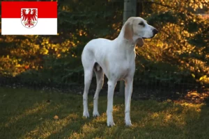 Read more about the article Criadores de Porcelaine e cachorros em Brandenburg