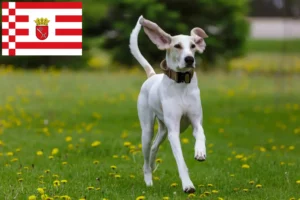 Read more about the article Criadores de Porcelaine e cachorros em Bremen