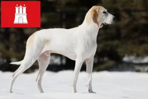Read more about the article Criadores de Porcelaine e cachorros em Hamburgo