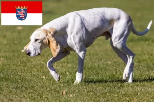 Read more about the article Criadores de Porcelaine e cachorros em Hessen