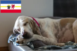 Read more about the article Criadores de Porcelaine e cachorros em Mecklenburg-Vorpommern