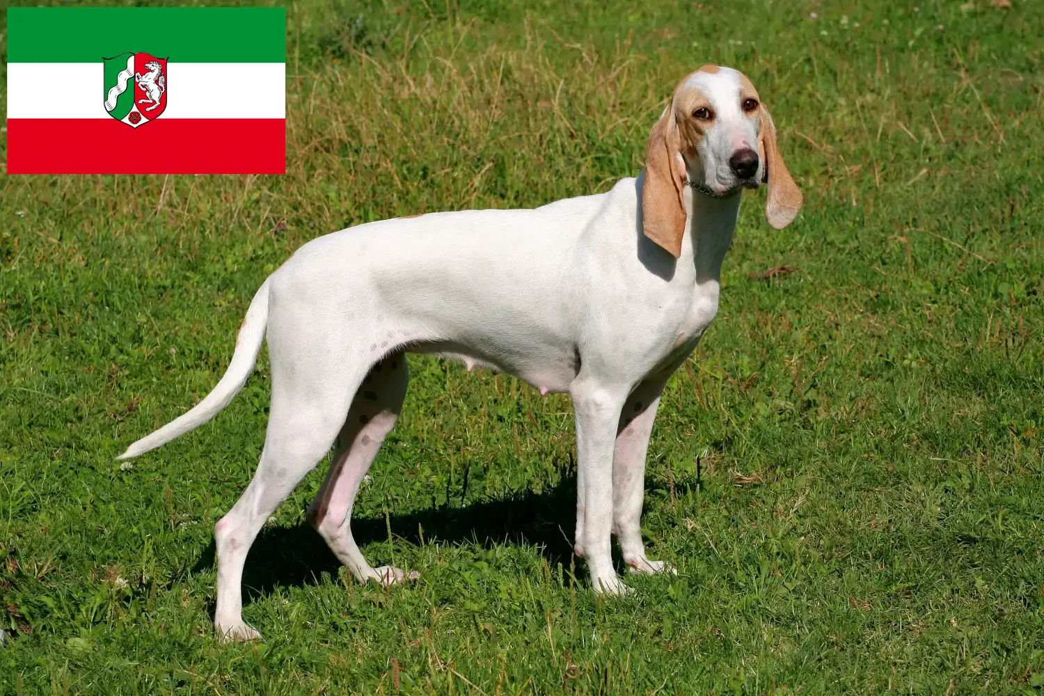 Read more about the article Criadores de Porcelaine e cachorros na Renânia do Norte-Vestefália
