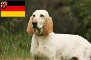 Read more about the article Criadores de Porcelaine e cachorros em Renânia-Palatinado
