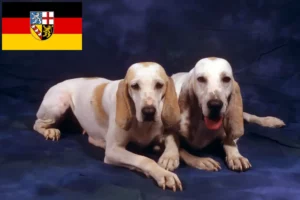 Read more about the article Criadores de Porcelaine e cachorros em Saarland
