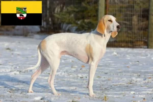 Read more about the article Criadores de Porcelaine e cachorros em Saxónia-Anhalt