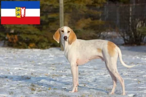 Read more about the article Criadores de Porcelaine e cachorros em Schleswig-Holstein