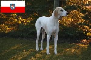 Read more about the article Criadores de Porcelaine e cachorros em Thuringia