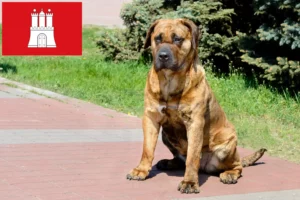 Read more about the article Presa Canario criadores e cachorros em Hamburgo